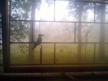 window