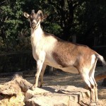 Agaleah on her rock.