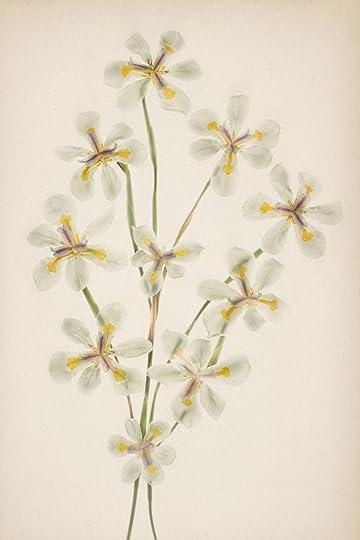 African Iris Fortnight Lily © Harold Davis