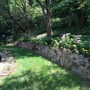 Our backyard