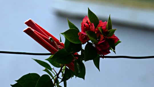 clothes pin and bougainvillea