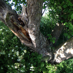 oldtree1