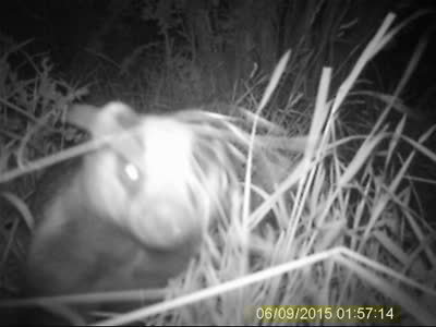 badger