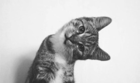 black-amp-white-cat-colors-cute-Favim_com-579190