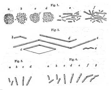 The atmospheric germ theory, from a lecture given to the Royal College of Surgeons in Edinburgh, 1868.
