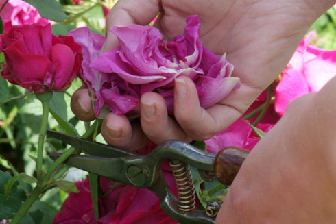 DeadHeadCredGardenWorldImage_L