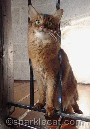 Do I look like I'm full of mischief here? Cause that's what my human says