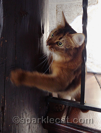 My whapping paw is strong