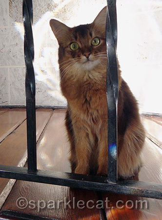 I will never know what it's like to be behind bars - I wish the same for every cat