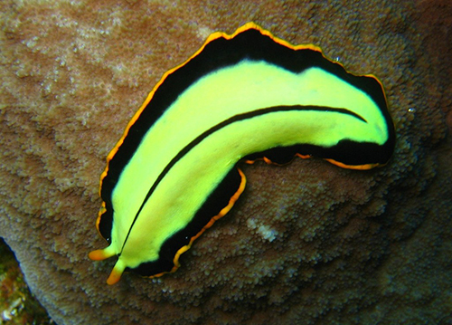 Planaria edited.jpg