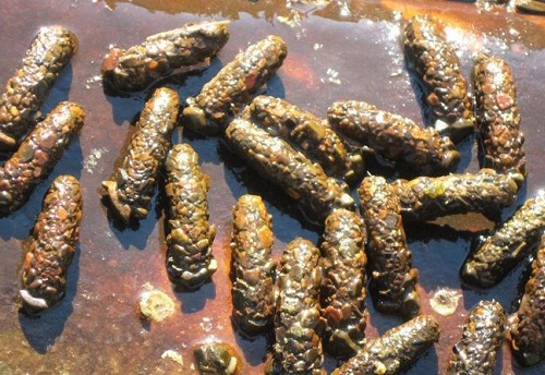 caddis_pupae.jpg