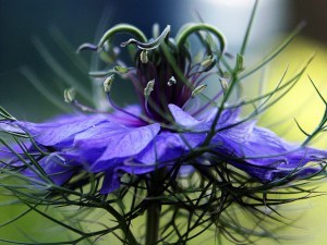 Love-in-a-Mist