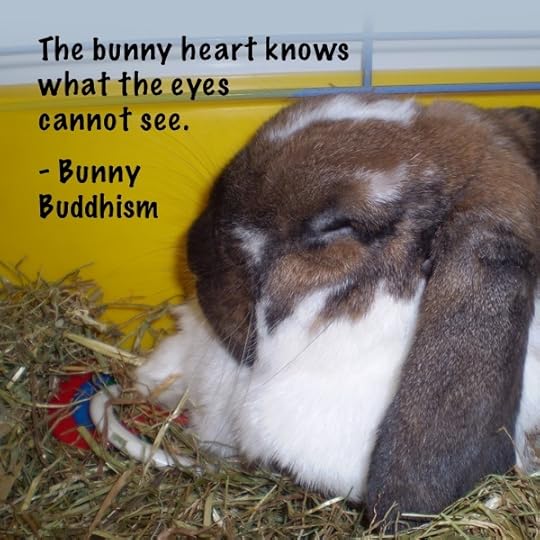 Marshall the bunny, Photo courtesy of Kate W.