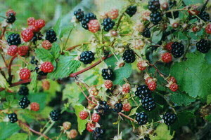 blackberries