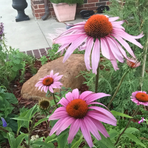 Purple Cone Flower 