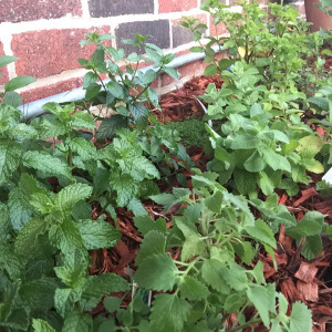 We like mint, don't judge. 