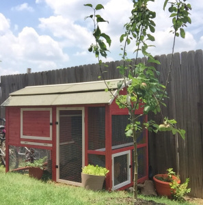 Coop in the daylight.