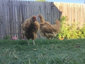 We named them all after Scottish clans...one *might* be named Fraser. 