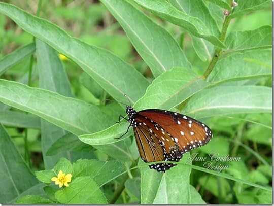 Queen_Butterfly2