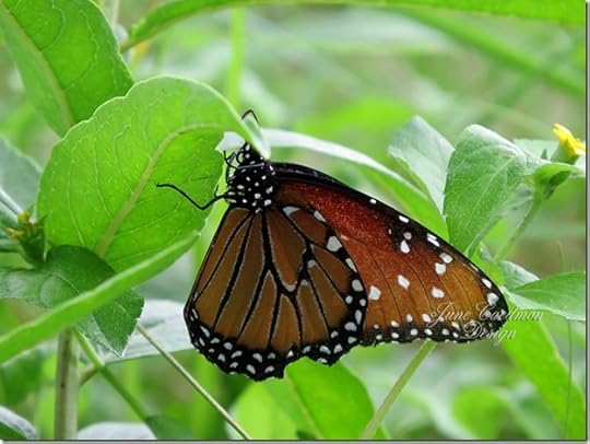 Queen_Butterfly1