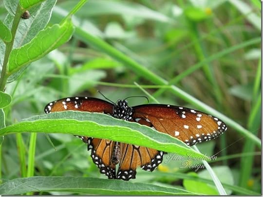 Queen_Butterfly6