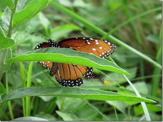 Queen_Butterfly5