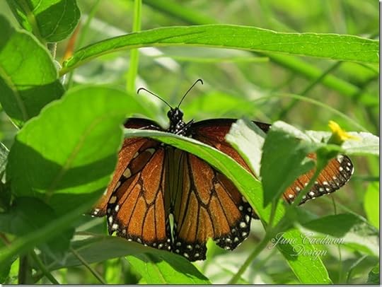 Queen_Butterfly3