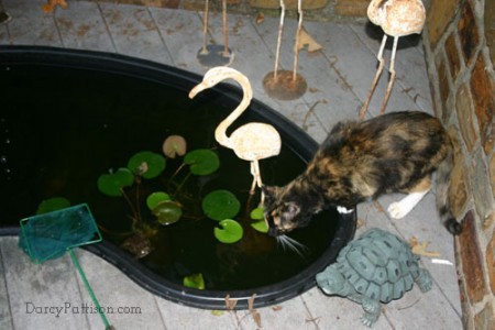 The fish pond is used by our outdoor cat for drinking water. Notice the toads in the lower left corner.