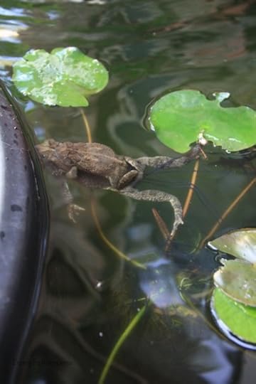 Fowler Toad with Egg String