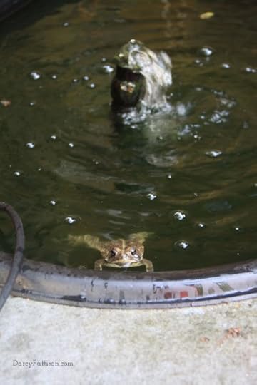 After the mating, the female is trying to find a way out of the slippery sides of the pond. I had to put a fish net on the edge for her to get out. The male hopped out easily.