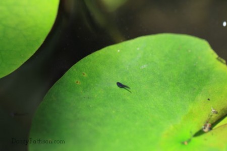 Dozens of tadpoles hatched. However, they are shy and don't like to be photographed.