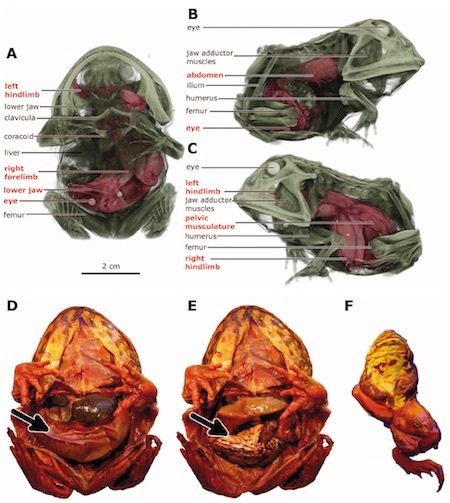 frog in throat detail