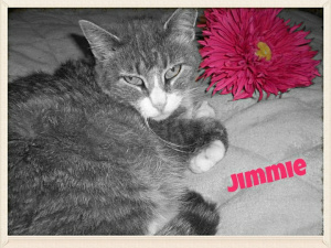 9162004812_6015527fdc_b