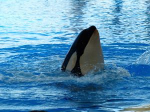 Killer Whale