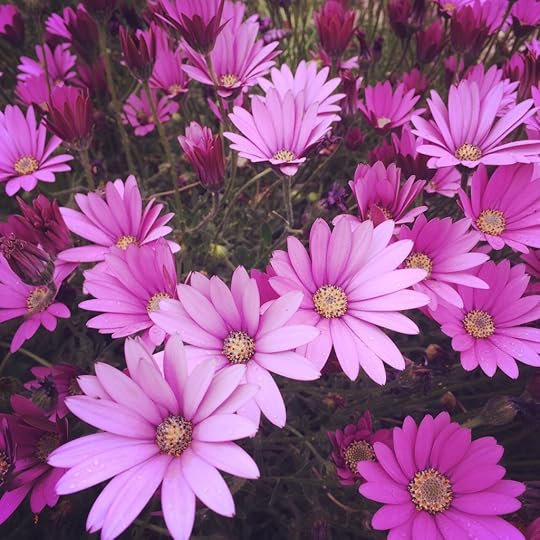 The Week That Was: 8-14 June 2015 Made Peachy 