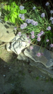 chives
