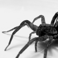spider profile