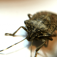 stinkbug 1