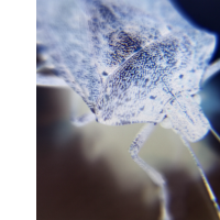 stinkbug inverted
