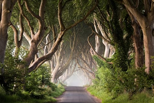 Photograph Dark Hedges - Game of Thrones by Przemysław Zdrojewski on 500px