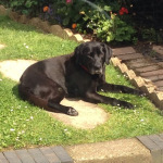 Tess