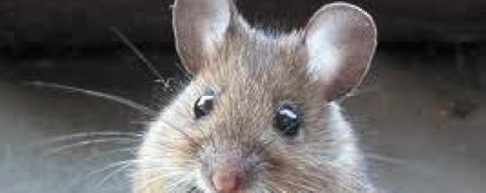 mouse