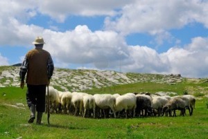 shepherd