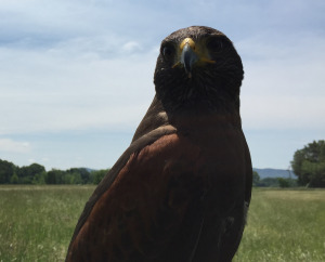 hawk2