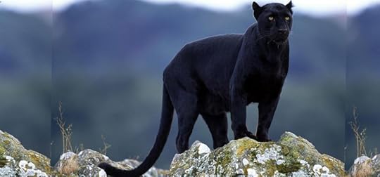 The Beast of Bodmin Moor