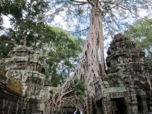 Big trees invade Ta Prohm