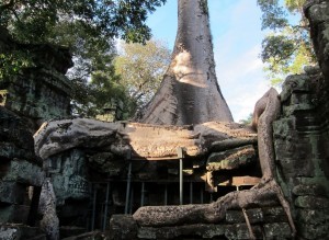 Ta Prohm 1c - Siem Reap