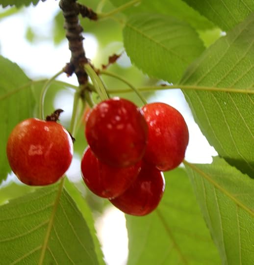 Sour Cherries In Valhalla, NY