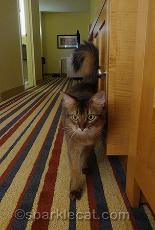 I'm blurry because I was walking towards my human when she took the shot