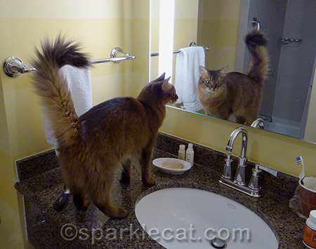 A show kitty must always check her groom before going out in public